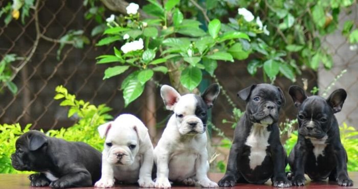 DogsIndia.com - French Bulldog - Logesh, Tiruppur
