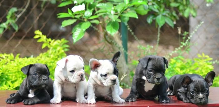 DogsIndia.com - French Bulldog - Logesh, Tiruppur