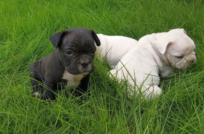 DogsIndia.com - French Bulldog - Logesh, Tiruppur