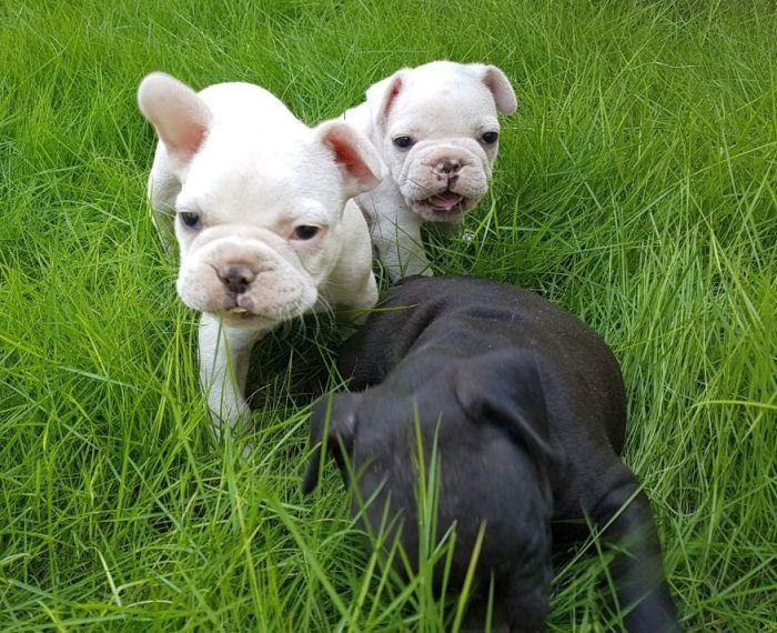 DogsIndia.com - French Bulldog - Logesh, Tiruppur