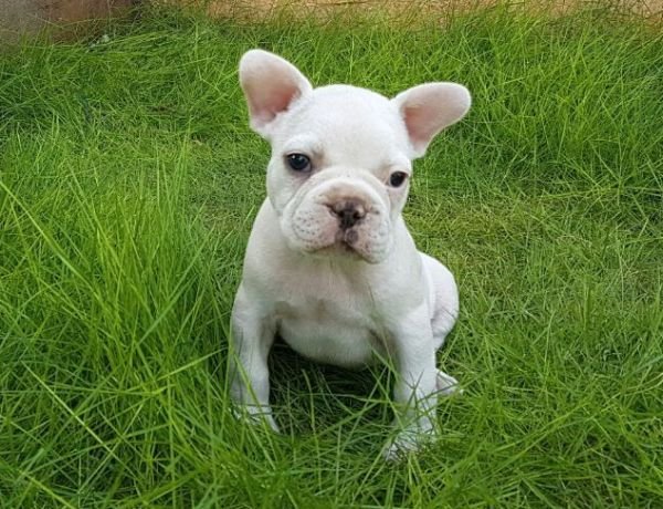 DogsIndia.com - French Bulldog - Logesh, Tiruppur