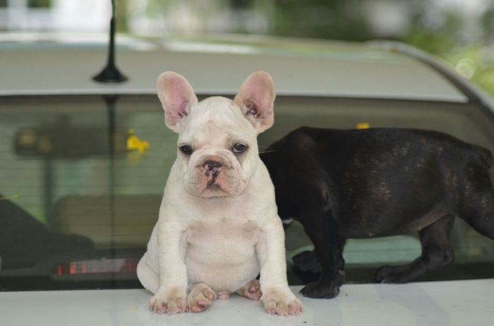 DogsIndia.com - French Bulldog - Logesh, Tiruppur