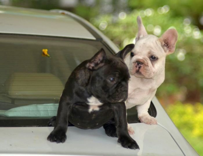 DogsIndia.com - French Bulldog - Logesh, Tiruppur