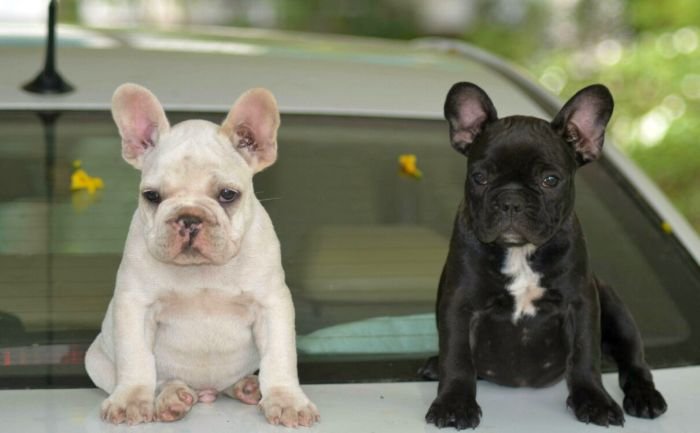 DogsIndia.com - French Bulldog - Logesh, Tiruppur