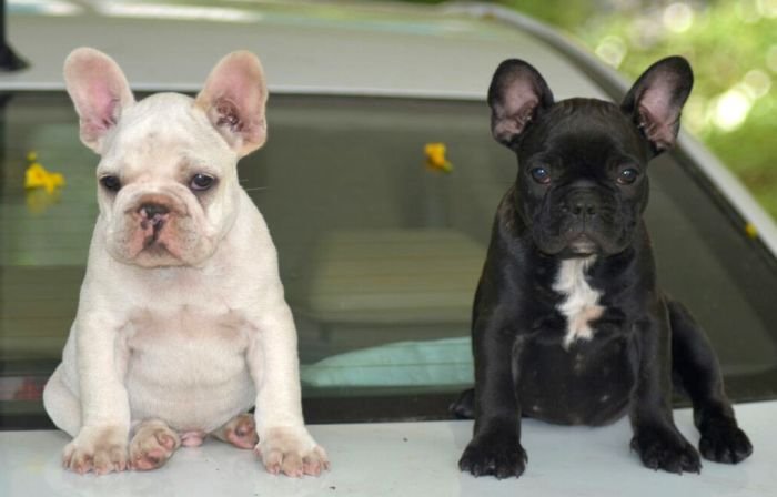 DogsIndia.com - French Bulldog - Logesh, Tiruppur