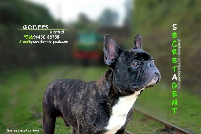 DogsIndia.com - French Bulldog - Logesh, Tiruppur