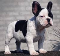 DogsIndia.com - French Bulldog - Sandeep Singh Sandhu