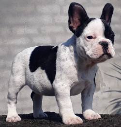 DogsIndia.com - French Bulldog - Sandeep Singh Sandhu