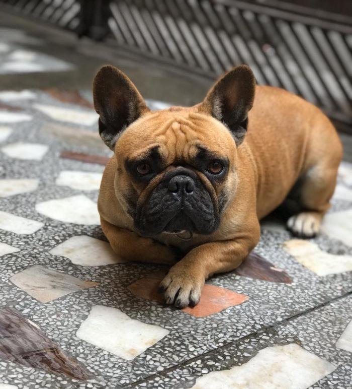 DogsIndia.com - French Bulldog - Sandeep Singh Sandhu