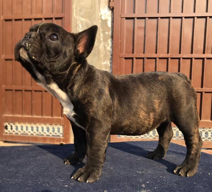 DogsIndia.com - French Bulldog - Sandeep Singh Sandhu