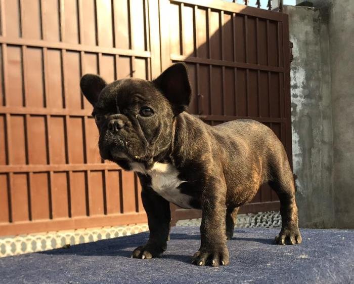 DogsIndia.com - French Bulldog - Sandeep Singh Sandhu