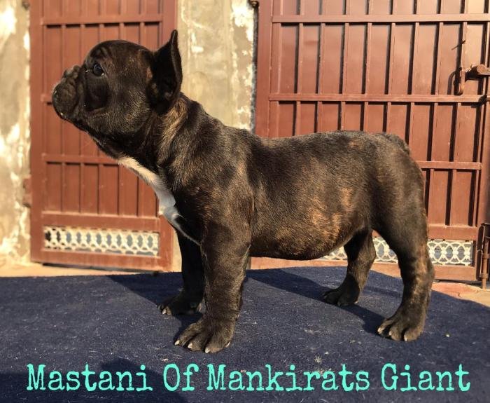 DogsIndia.com - French Bulldog - Sandeep Singh Sandhu