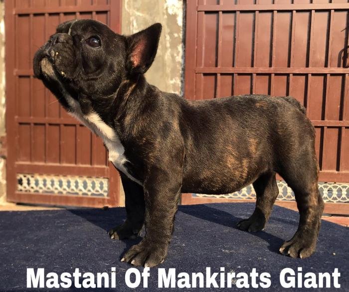 DogsIndia.com - French Bulldog - Sandeep Singh Sandhu