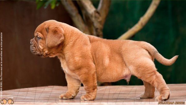 DogsIndia.com - French Mastiff - Dvijatman Kennels