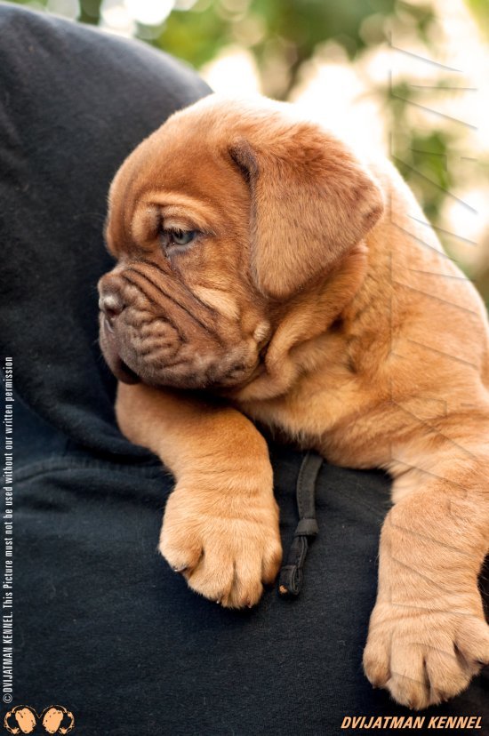 DogsIndia.com - French Mastiff - Dvijatman Kennels