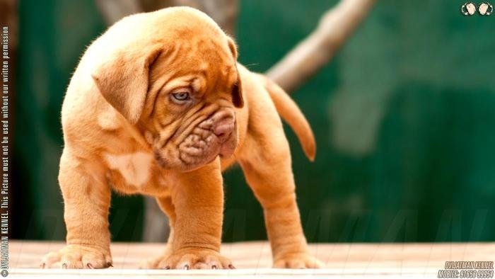 DogsIndia.com - French Mastiff - Dogue de Bordeaux - Dvijatman Kennels
