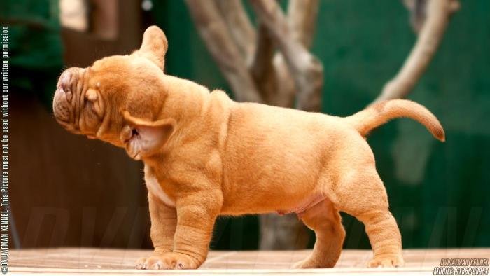 DogsIndia.com - French Mastiff - Dogue de Bordeaux - Dvijatman Kennels