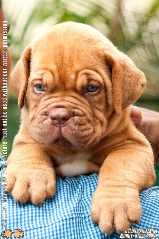 DogsIndia.com - French Mastiff - Dogue de Bordeaux - Dvijatman Kennels