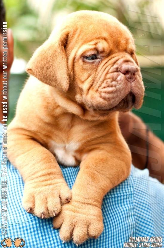 DogsIndia.com - French Mastiff - Dogue de Bordeaux - Dvijatman Kennels