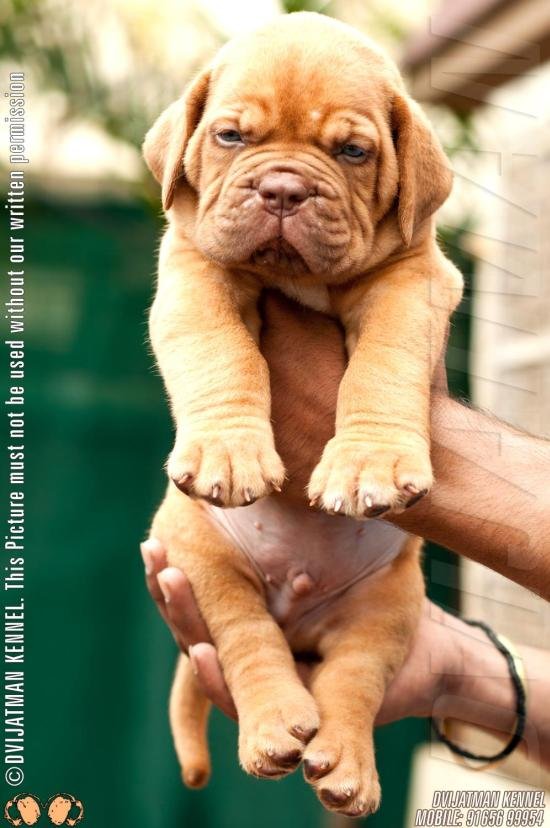 DogsIndia.com - French Mastiff - Dogue de Bordeaux - Dvijatman Kennels