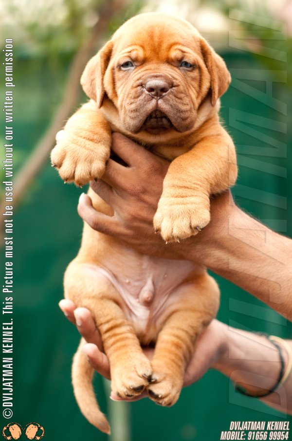 DogsIndia.com - French Mastiff - Dogue de Bordeaux - Dvijatman Kennels