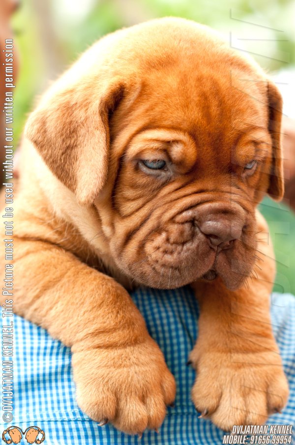 DogsIndia.com - French Mastiff - Dogue de Bordeaux - Dvijatman Kennels
