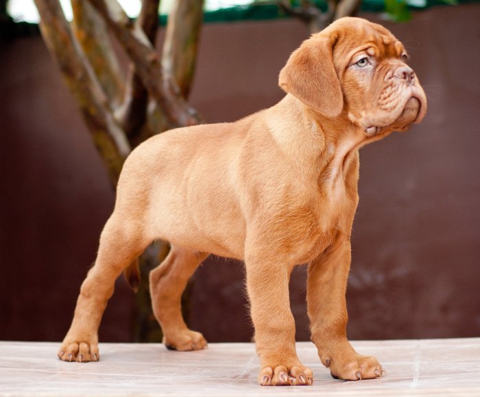 DogsIndia.com - French Mastiff - Dogue de Bordeaux - Dvijatman Kennels