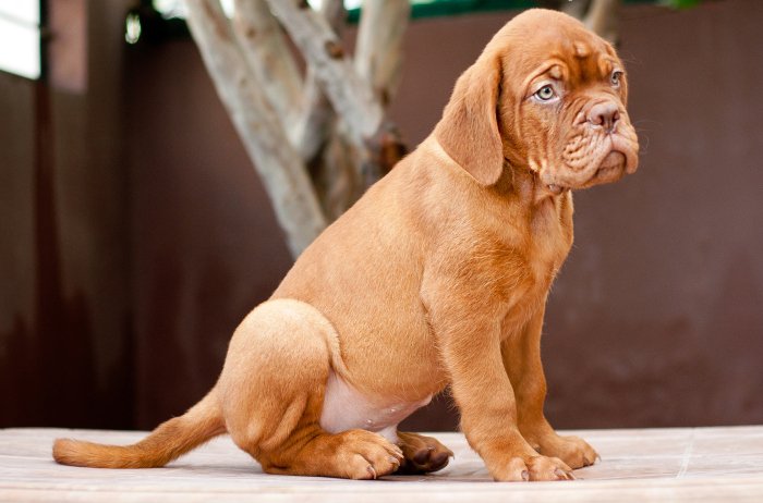 DogsIndia.com - French Mastiff - Dogue de Bordeaux - Dvijatman Kennels