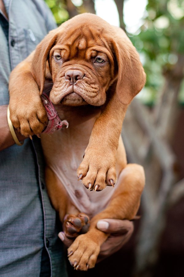 DogsIndia.com - French Mastiff - Dogue de Bordeaux - Dvijatman Kennels