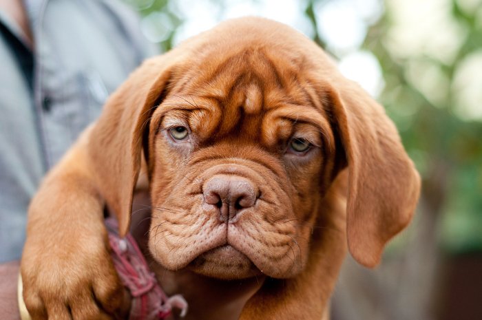 DogsIndia.com - French Mastiff - Dogue de Bordeaux - Dvijatman Kennels