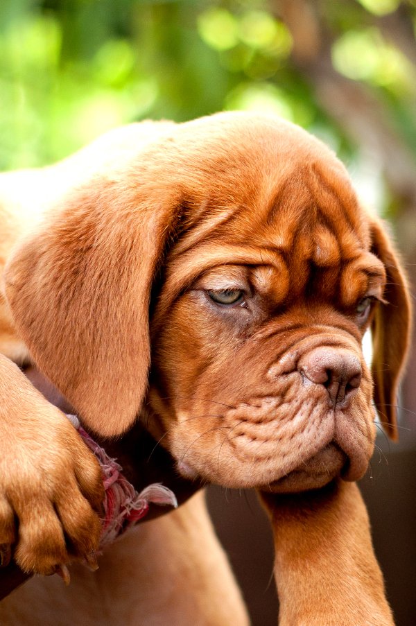 DogsIndia.com - French Mastiff - Dogue de Bordeaux - Dvijatman Kennels