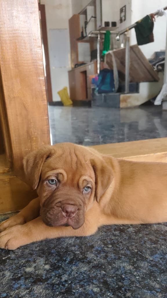 DogsIndia.com - French Mastiff - Shaji Nair