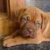 DogsIndia.com - French Mastiff - Shaji Nair