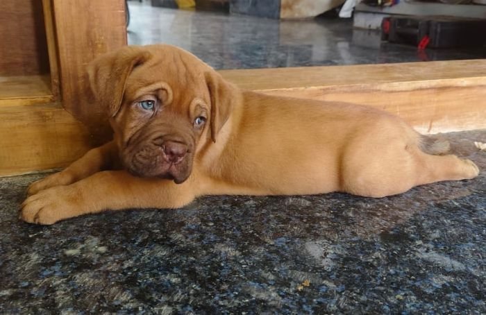 DogsIndia.com - French Mastiff - Shaji Nair
