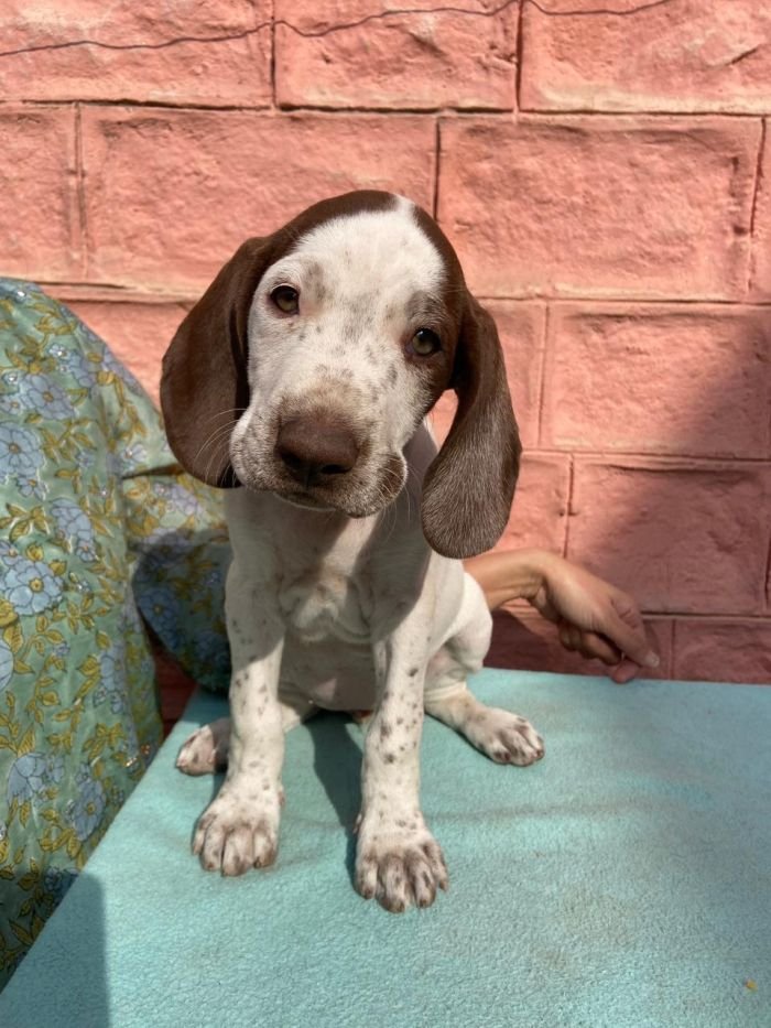 DogsIndia.com - German Short Haired Pointer - Mrs. Singh
