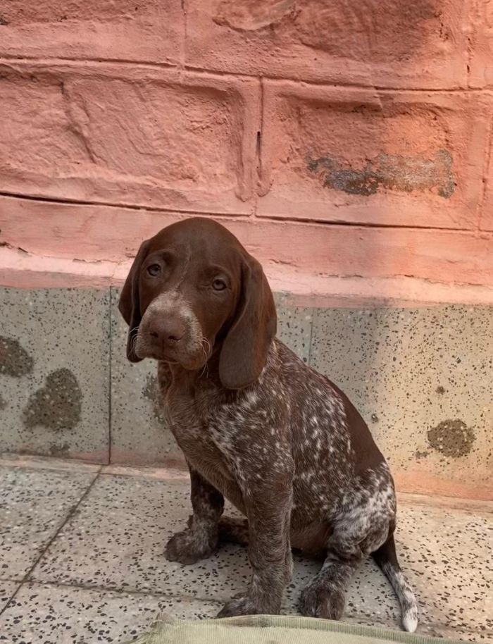 DogsIndia.com - German Short Haired Pointer - Mrs. Singh