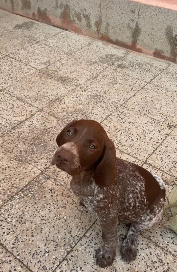 DogsIndia.com - German Short Haired Pointer - Mrs. Singh