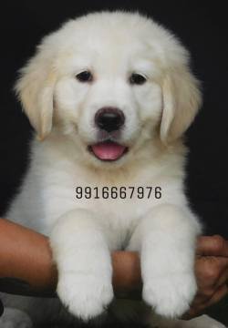 DogsIndia.com - Golden Retriever - Adchan's Kennel - Aditya Lochan