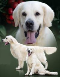 DogsIndia.com - Golden Retriever - Adchan's Kennel - Aditya Lochan