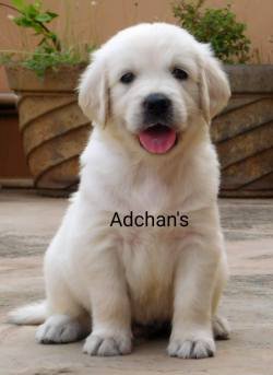 DogsIndia.com - Golden Retriever - Adchan's Kennel - Aditya Lochan