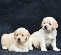 DogsIndia.com - Golden Retriever - Aditya Lochan