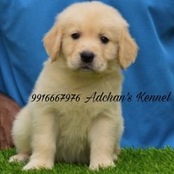 DogsIndia.com - Golden Retriever - Adchan's Kennel - Aditya Lochan