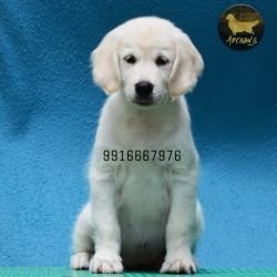 DogsIndia.com - Golden Retriever - Adchan's Kennel - Aditya Lochan