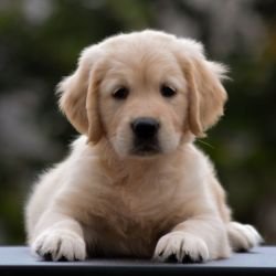 DogsIndia.com  Golden Retriever  Adchan's Kennel  Aditya Lochan