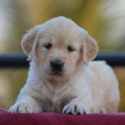 DogsIndia.com  Golden Retriever  Adchan's Kennel  Aditya Lochan