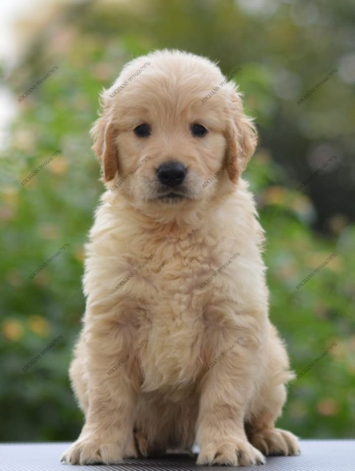 DogsIndia.com Golden Retriever Adchan's Kennel Aditya Lochan