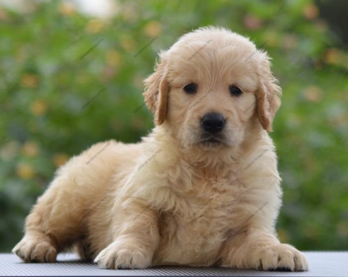 DogsIndia.com Golden Retriever Adchan's Kennel Aditya Lochan