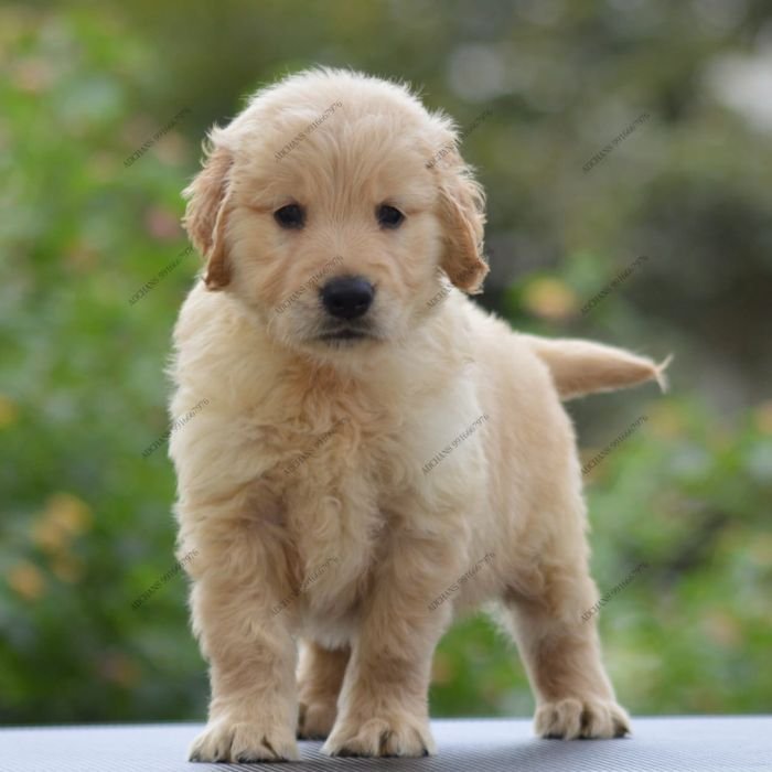 DogsIndia.com Golden Retriever Adchan's Kennel Aditya Lochan