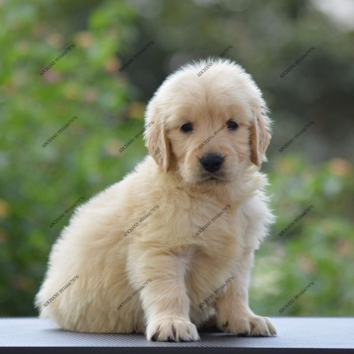 DogsIndia.com Golden Retriever Adchan's Kennel Aditya Lochan