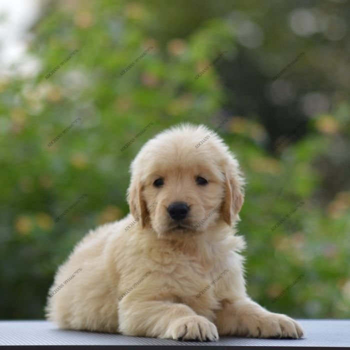 DogsIndia.com Golden Retriever Adchan's Kennel Aditya Lochan